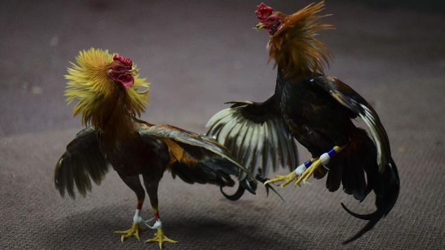 sabung ayam online